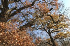Herbst im Markwald