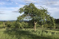 Streuobstwiese Butzbach Hoch-Weisel