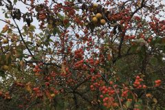 Obstbäume