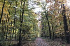 Spaziergang im herbstlichen Griedeler Markwald