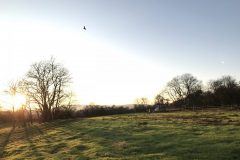 Vogel fliegt über Wiese bei Butzbach-Griedel