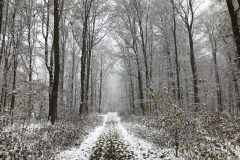 Winter im Griedeler Markwald
