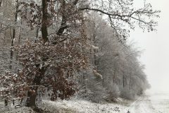 Eichen im Winter