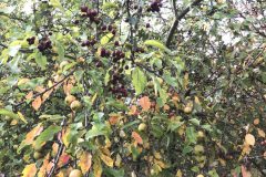 Obst und Beeren