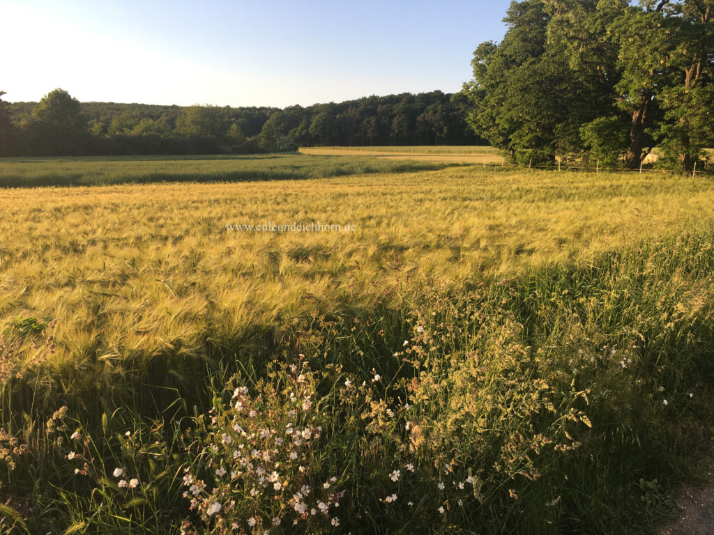 Kornfeld im sommerlichen Abendlicht mit Blick auf den Griedeler Markwald