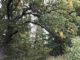 Eichen am südwestlichen Waldrand