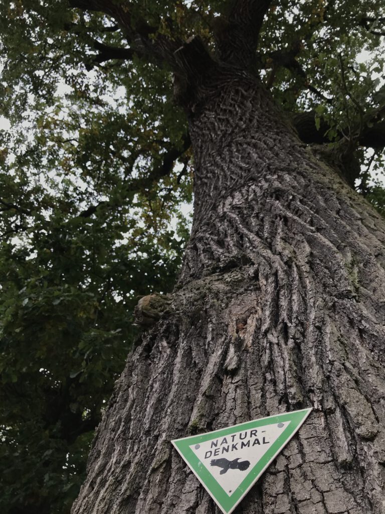 Eiche unter Naturschutz