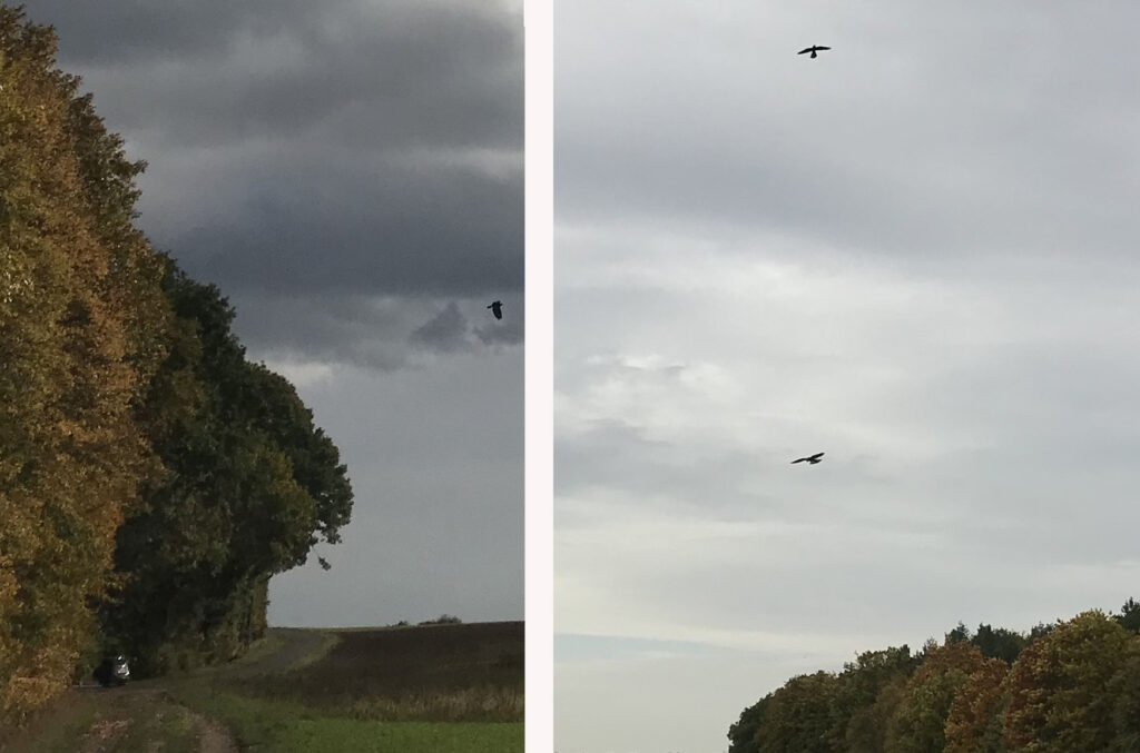 Bussard und Falkenpärchen