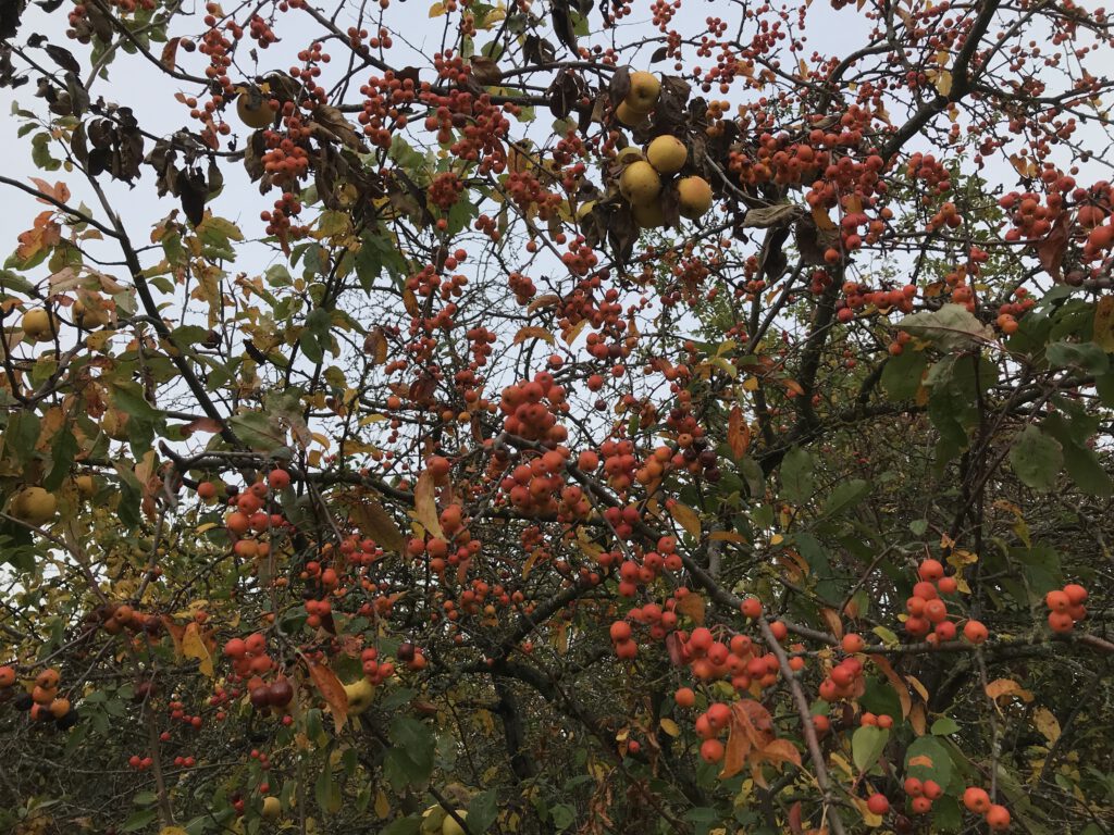 Obstbäume