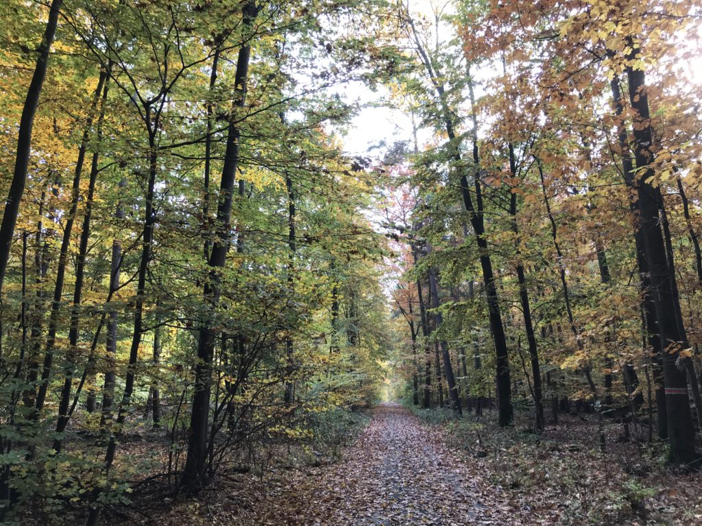 Spaziergang im herbstlichen Griedeler Markwald