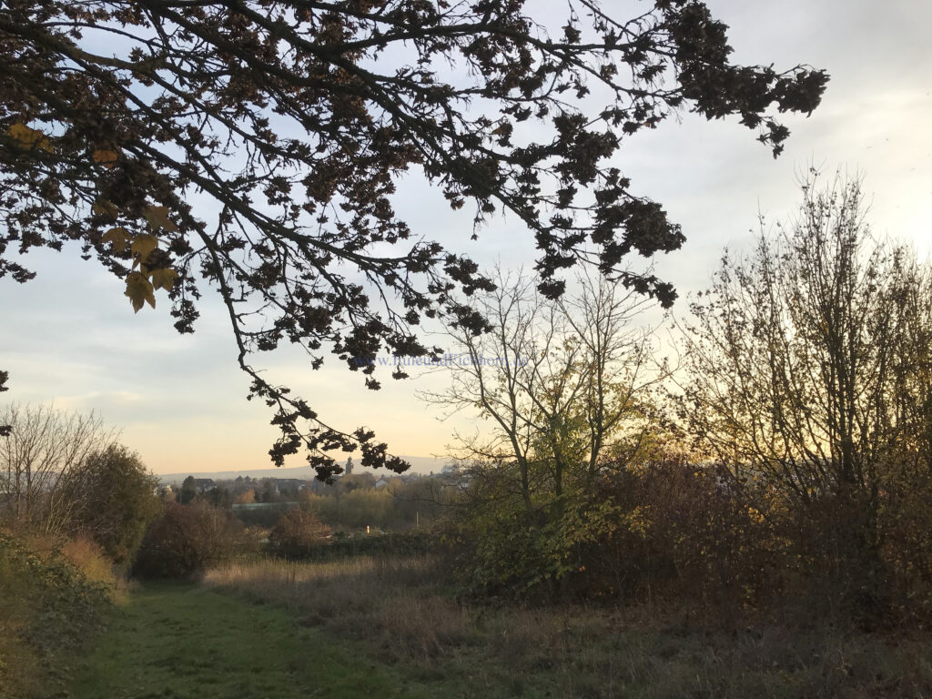 Vögel am Holzheimer Weg Butzbach