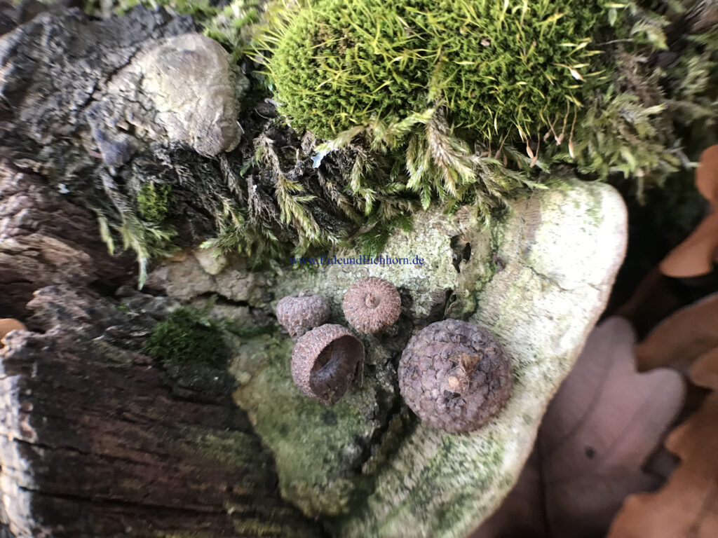 Mikrokosmos am Waldrand