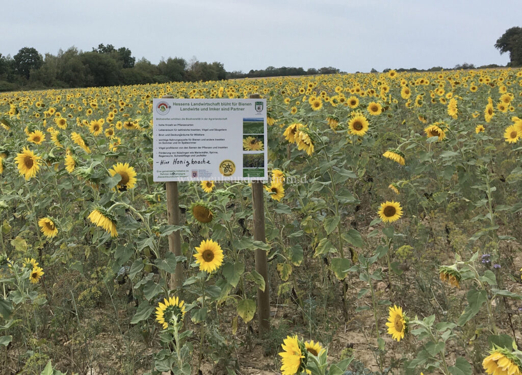 Sonnenblumenfeld im geplanten Ausbaugebiet