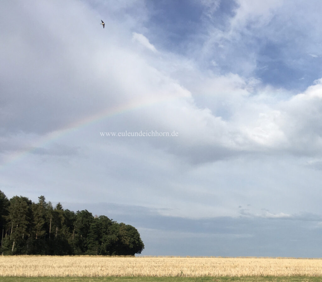 Schwalbe über dem Regenbogen fliegt über das geplante B3a Ausbaugebiet