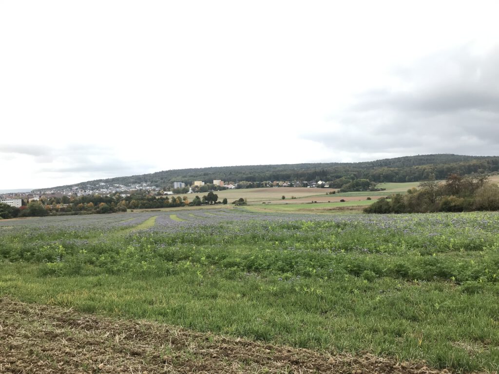 Bienenweide im Herbst