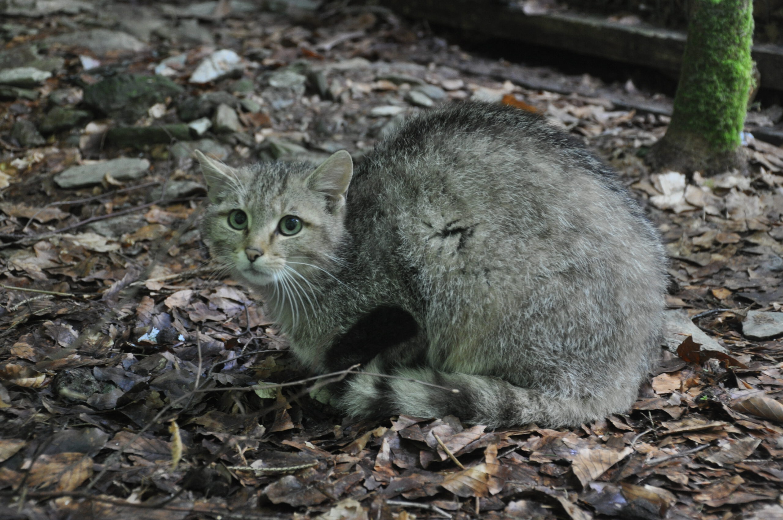 junge Wildkatz, Foto: Thomas Götz (Forstamt Weilrod)