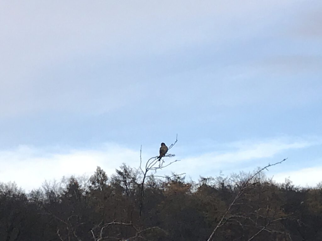 Falke auf dem Apfelbaum am Weg zum Markwald