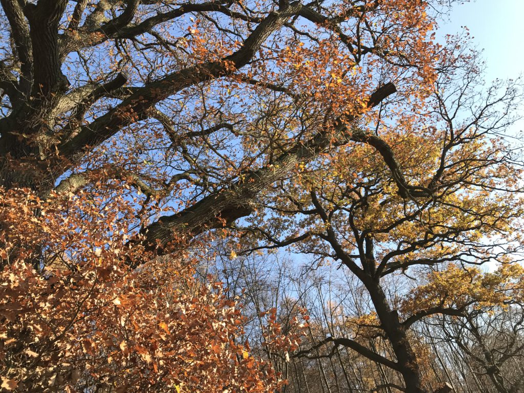 Herbst im Markwald