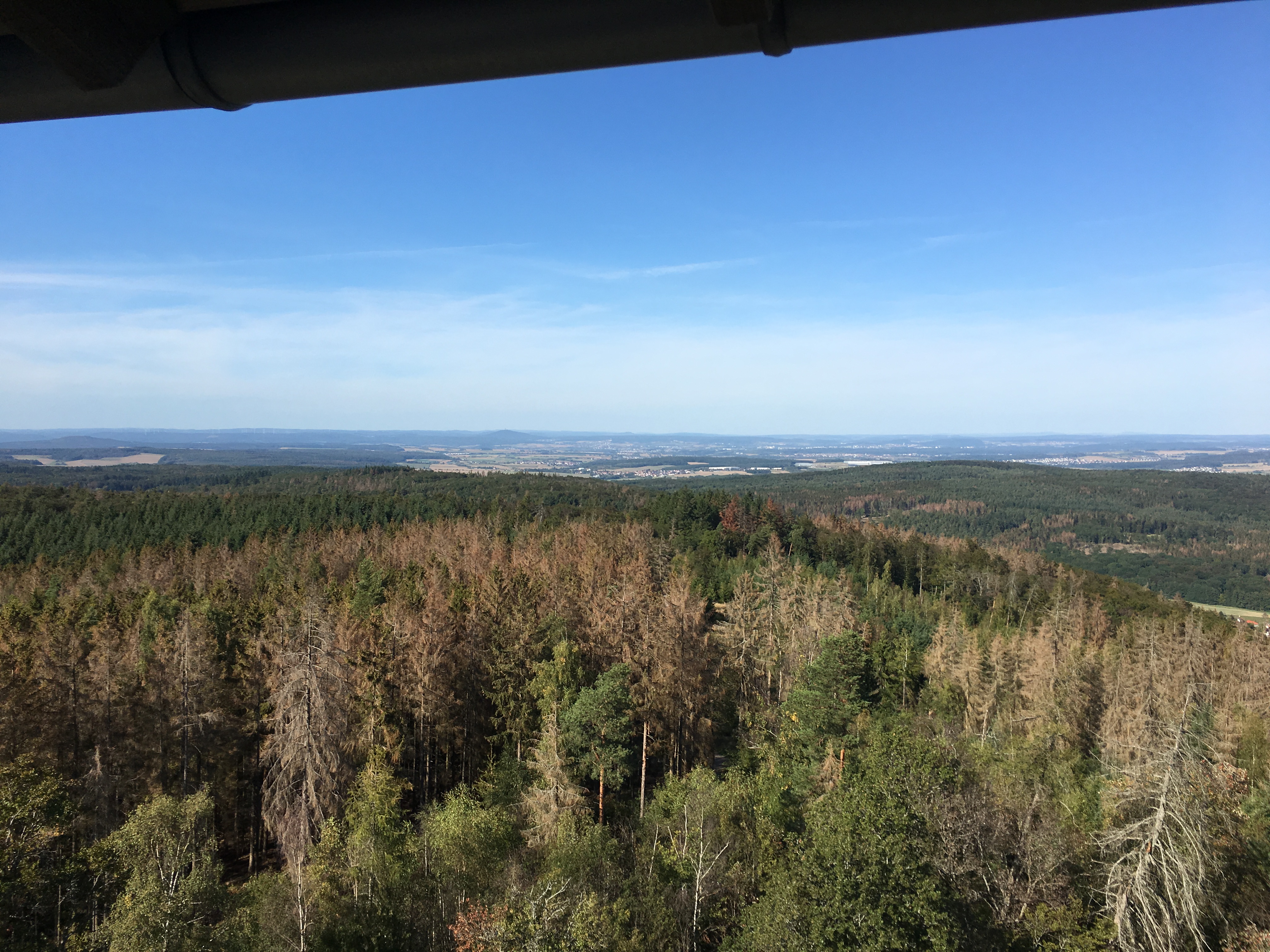 Wald als Weg und Lebensraum vernetzen