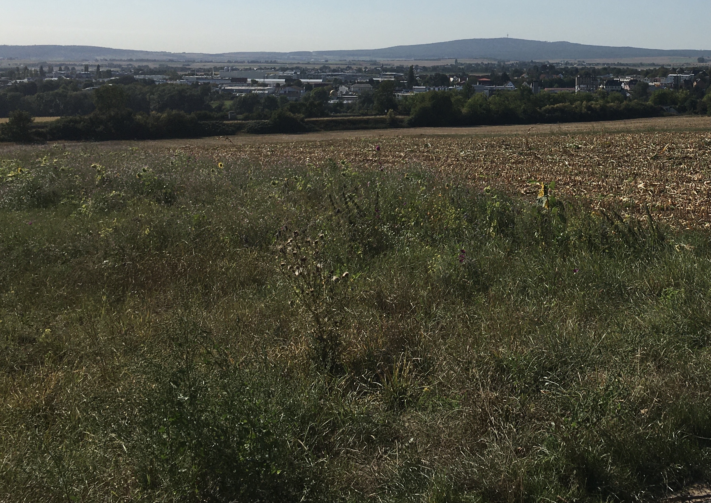 herbstliches Blühfeld im geplanten Ausbaugebiet