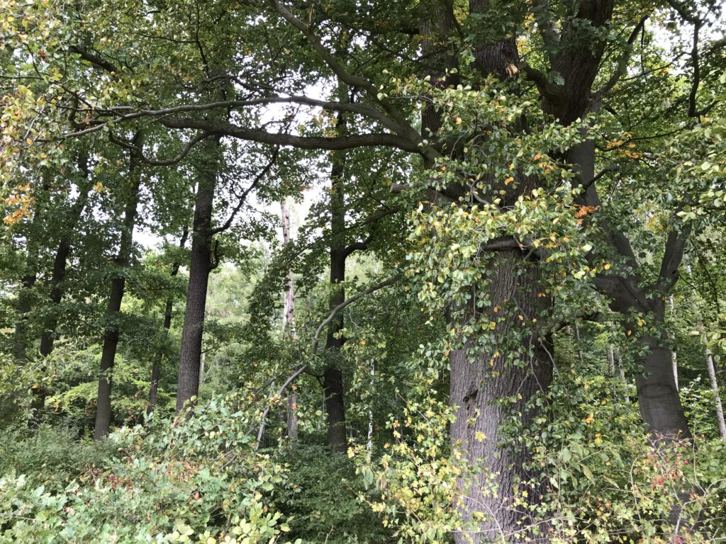 Griedeler Markwald