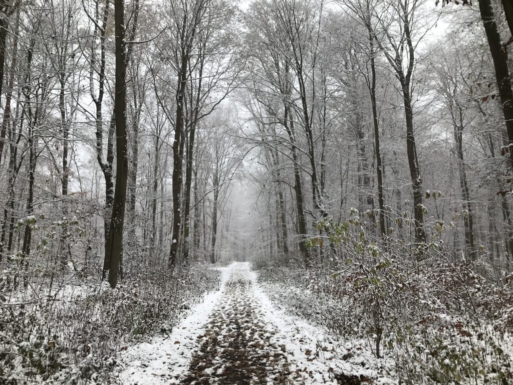 Winter im Griedeler Marktwald