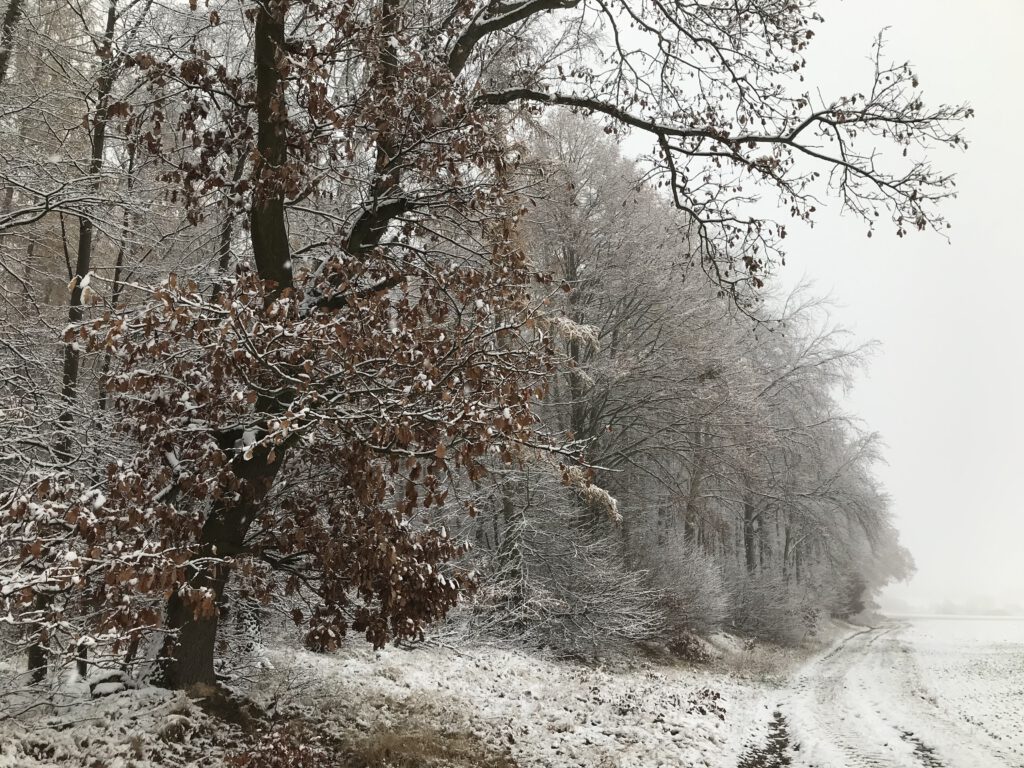 Eichen im Winter