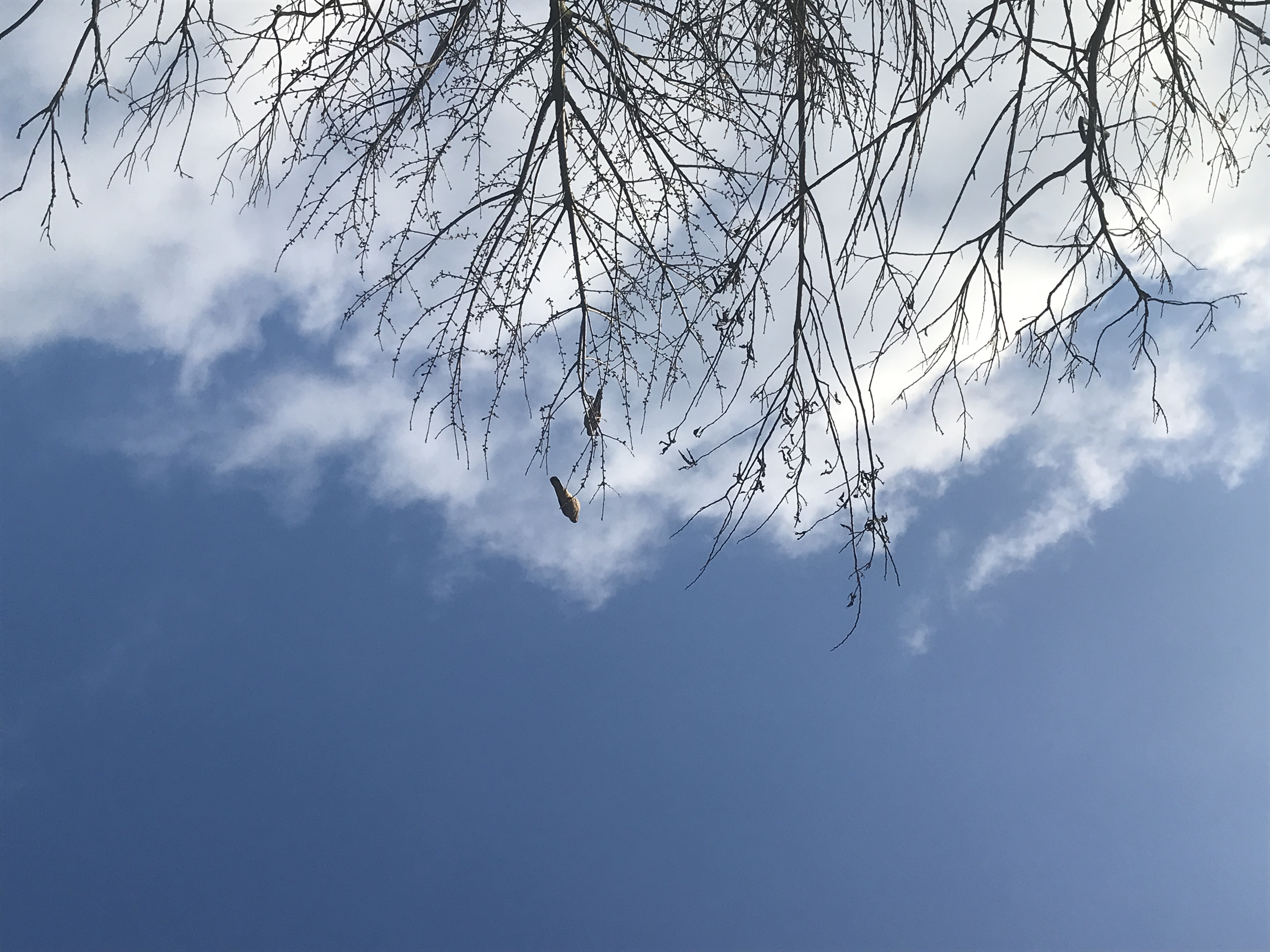 Falken in der Sonne