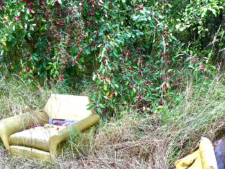 Sofagarnitur im Obstbaum