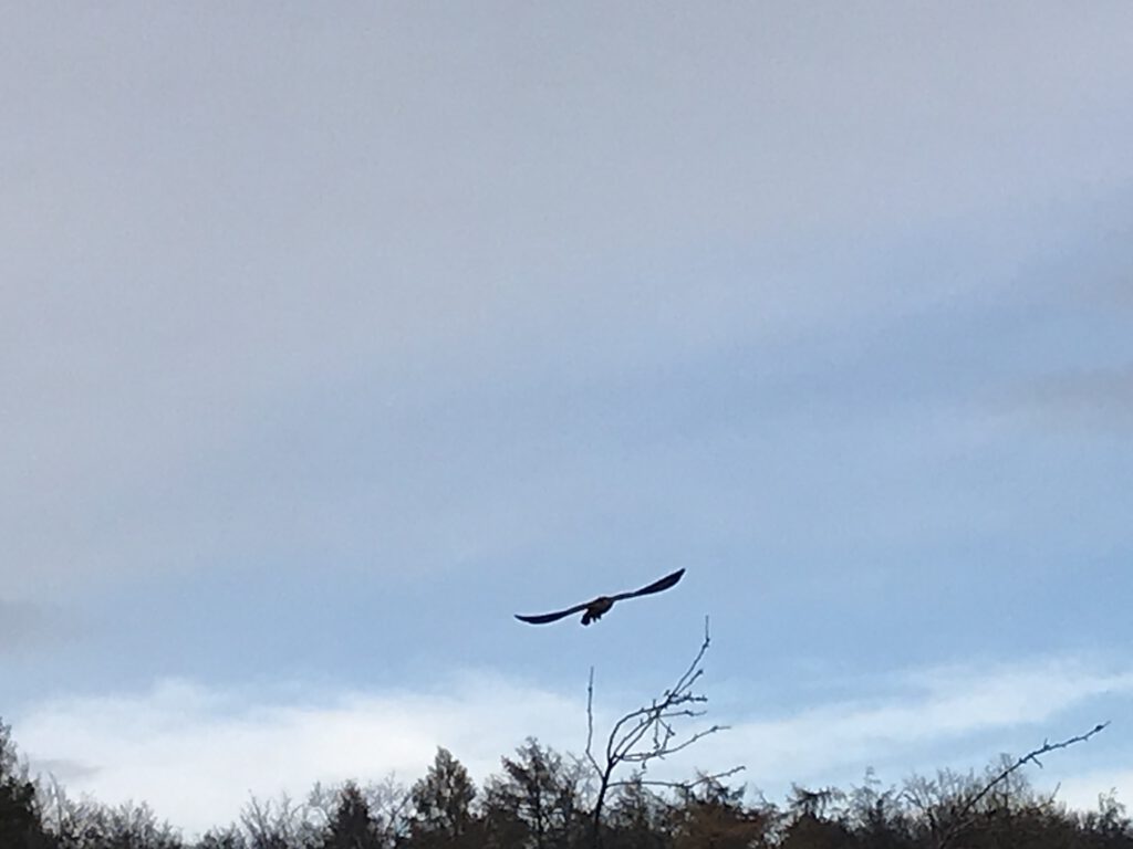 Falke vor dem Waldrand auf einem Apfelbaum