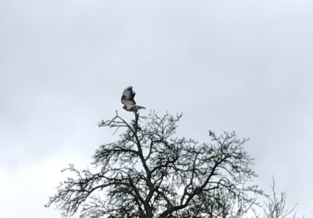 Mäusebussard