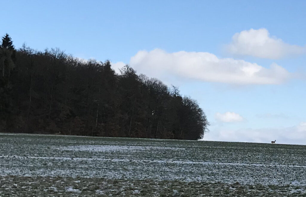 Rehe laufen beim Markwald übers Feld