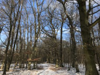 Eichen am Limes