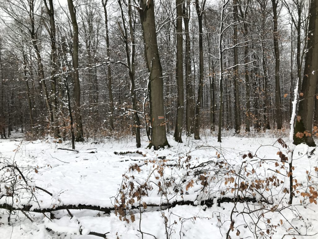 Buchen im Schnee Markwald