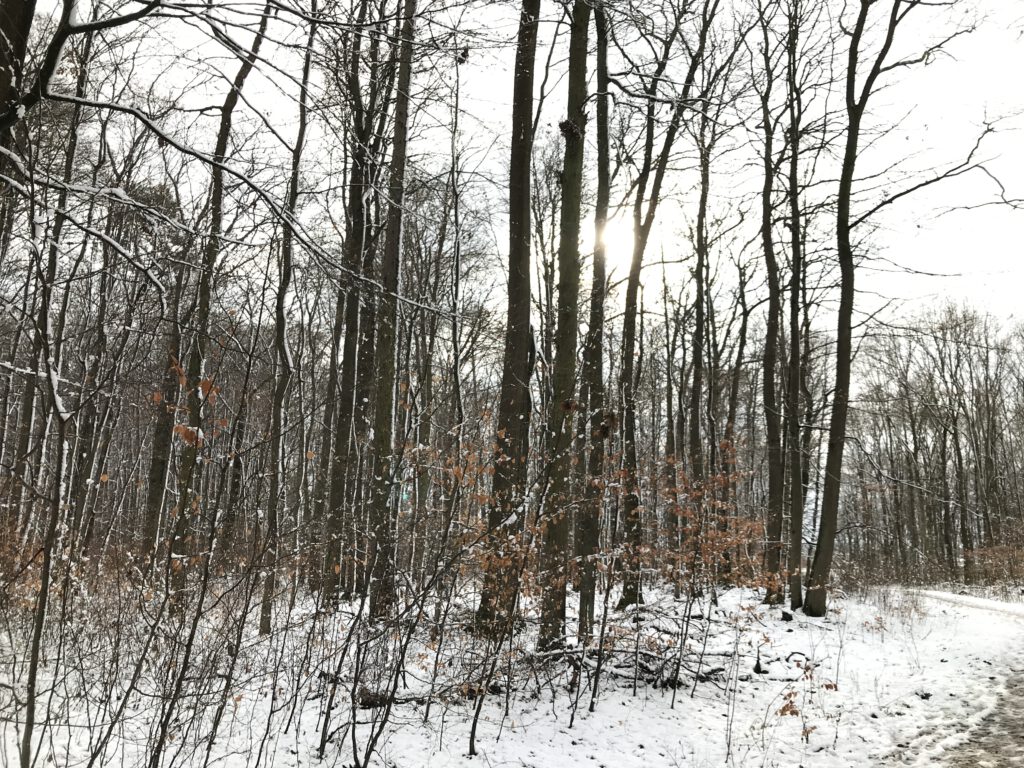 Sonnenschein im Winterwald