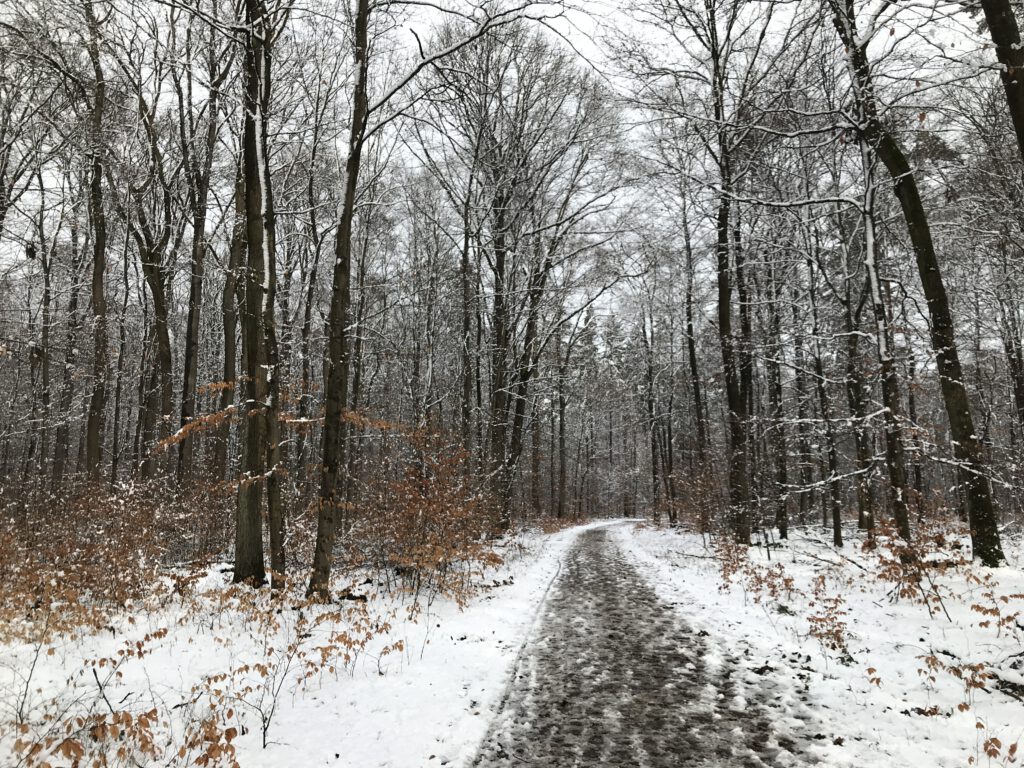 Spazieren gehen im Winterwald