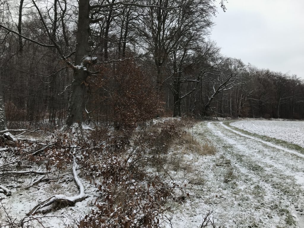 Eichen im Schnee