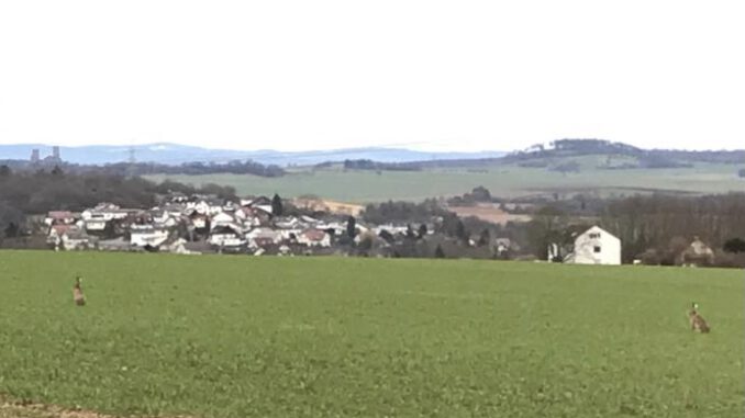 Feldhasen