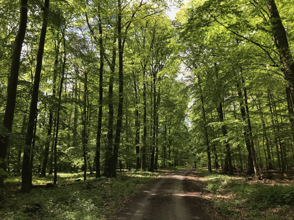 Lebensraum und Wasserspeicher Wald