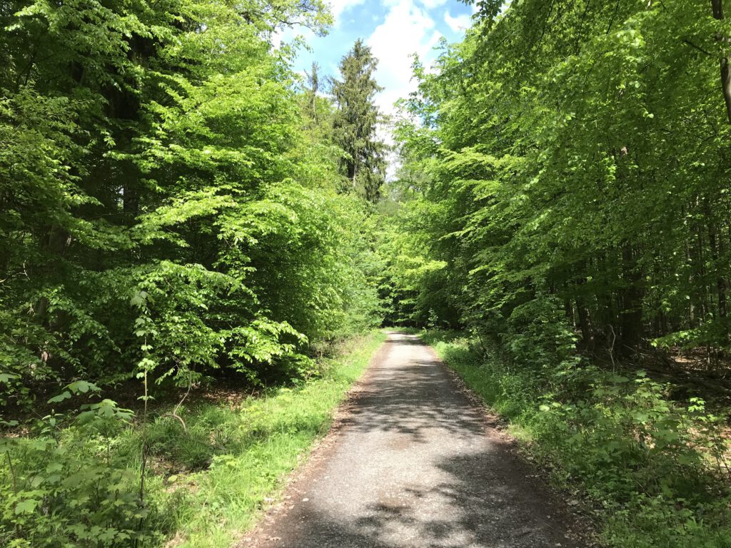 Waldwege