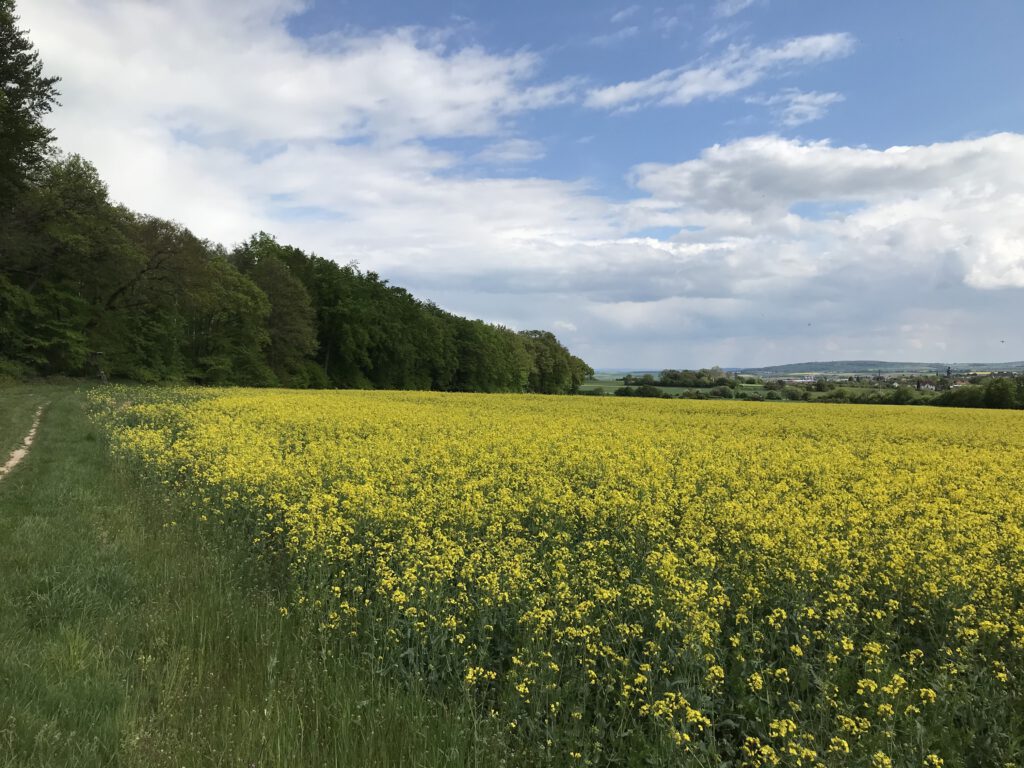 Weg am Waldrand entlang geplanter Trassse