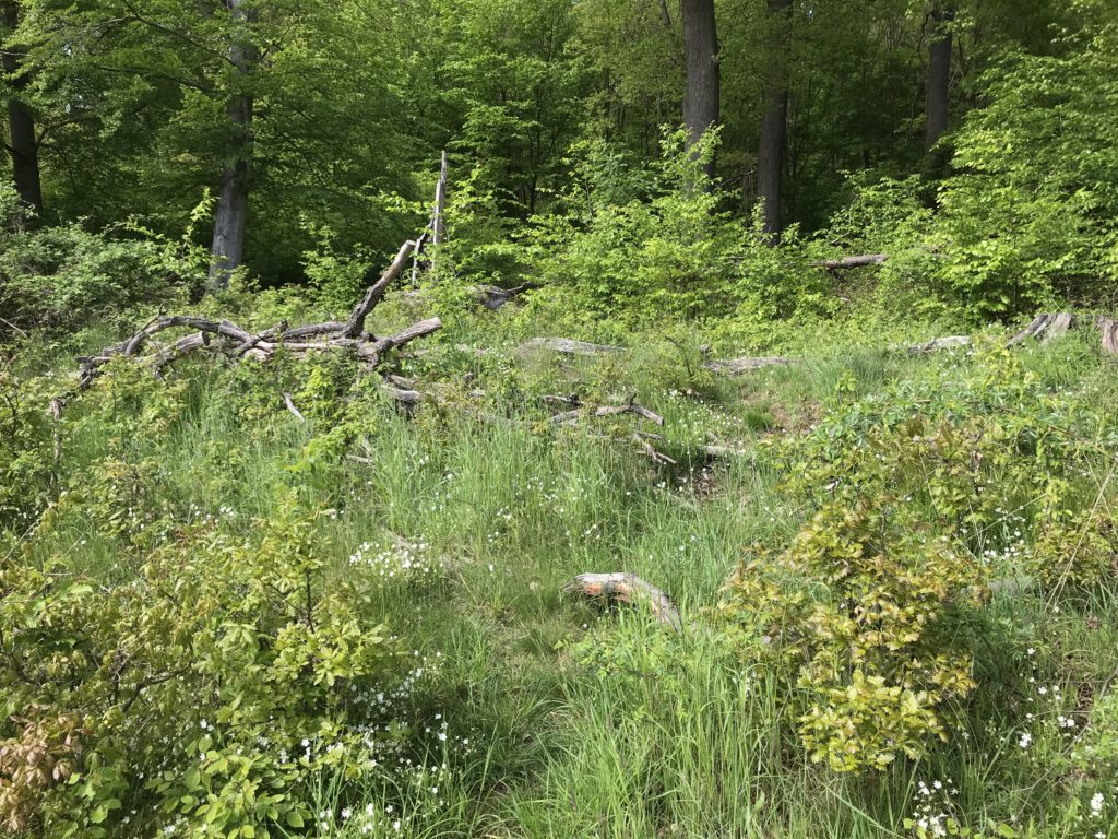 Lebensraum Totholz
