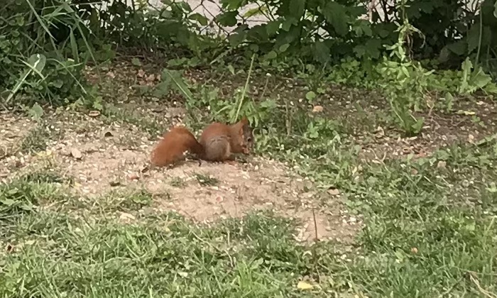 junges Eichhörnchen