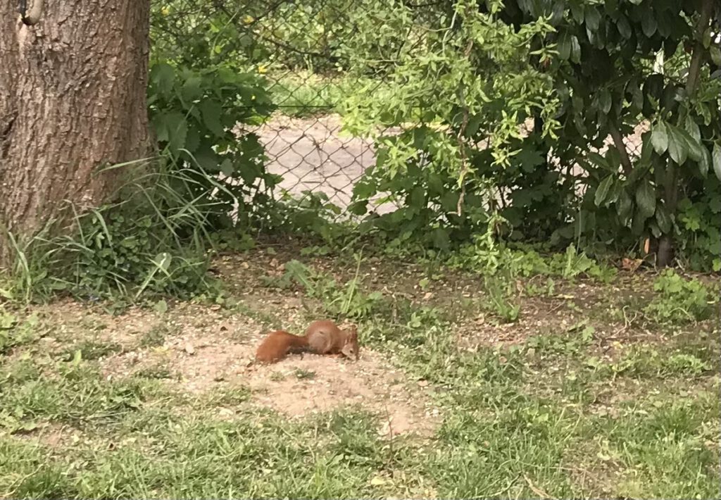 Eichhörnchen im Garten futtert