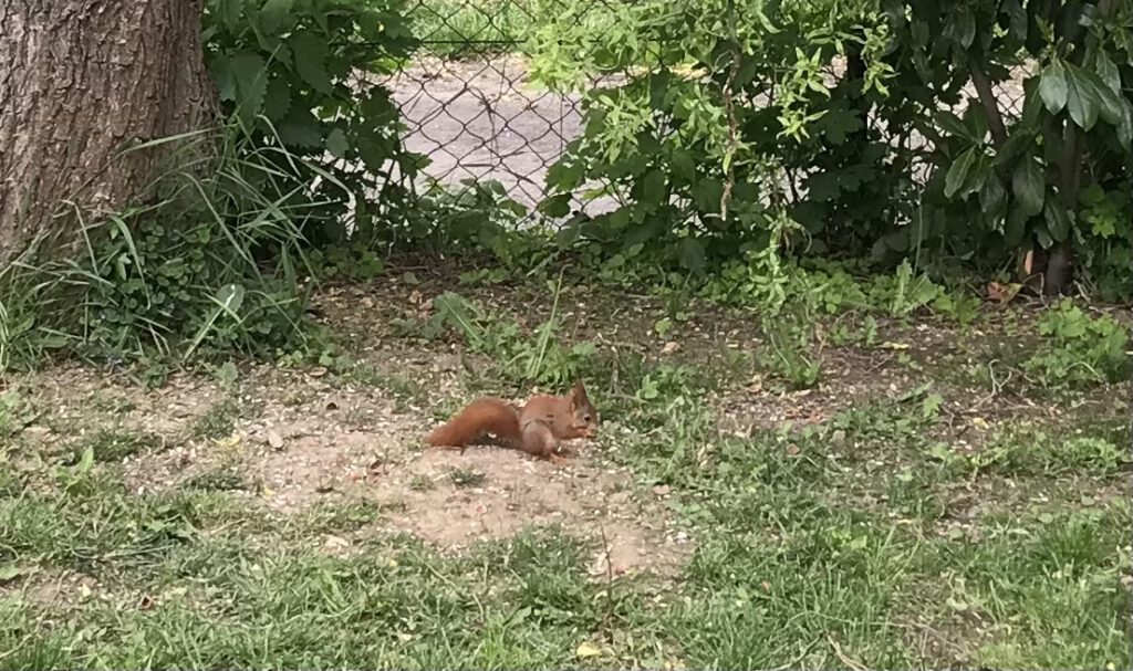 Eichhörnchen im Garten