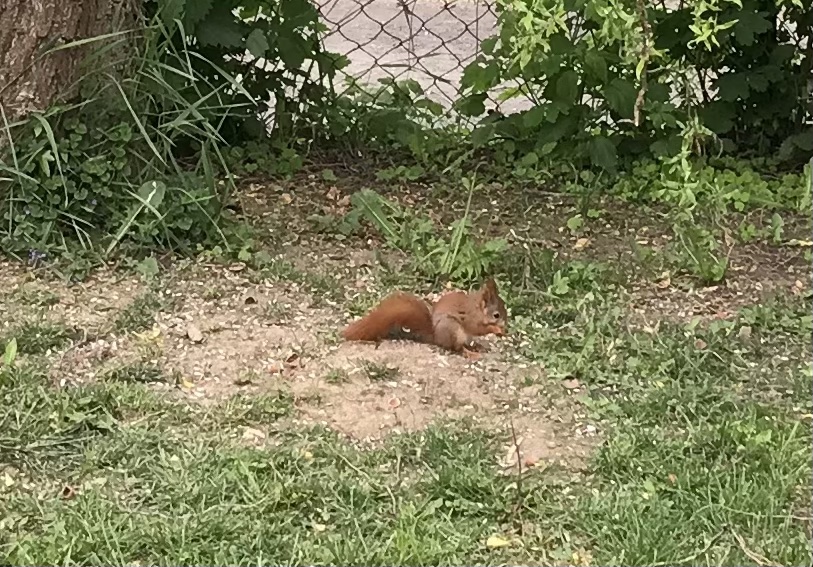 Eichhörnchen beim Futtern