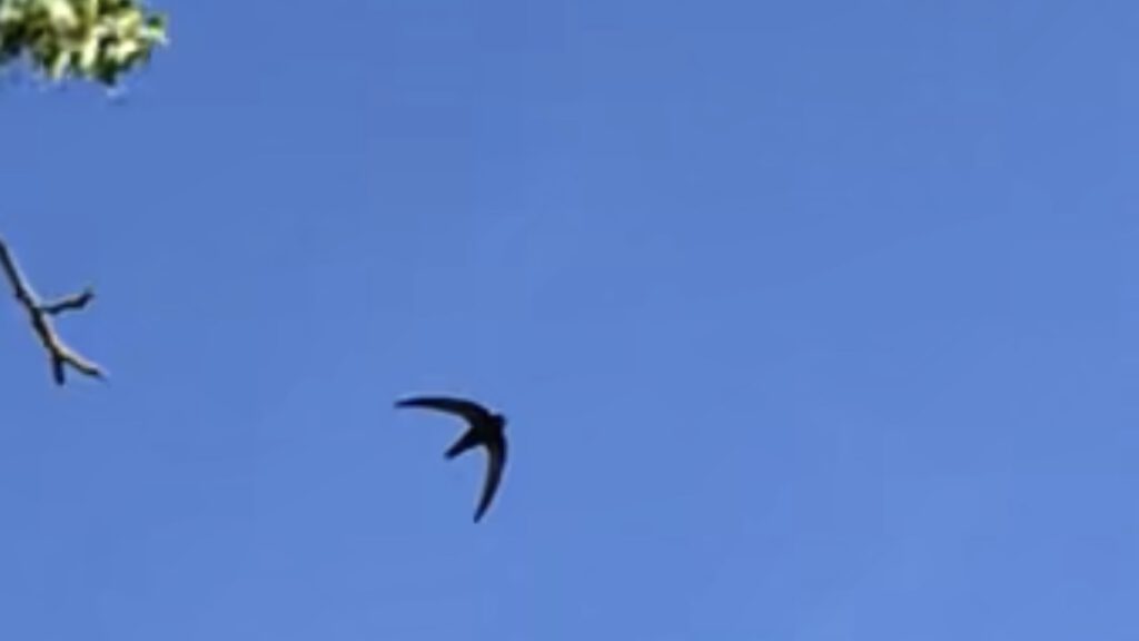 Mauersegler im Flug